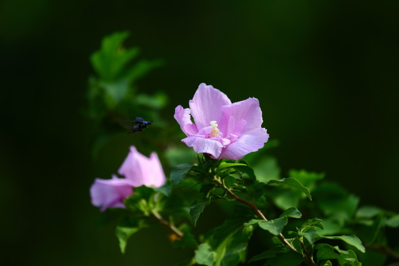 木槿花图片