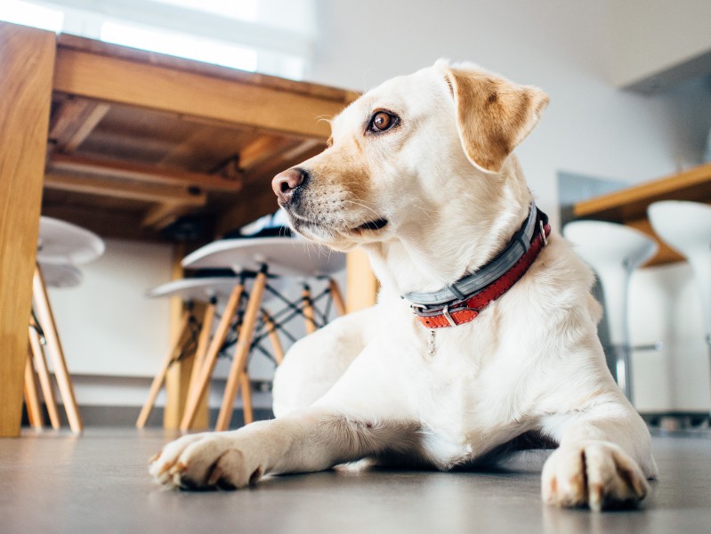 米白色拉布拉多犬图片