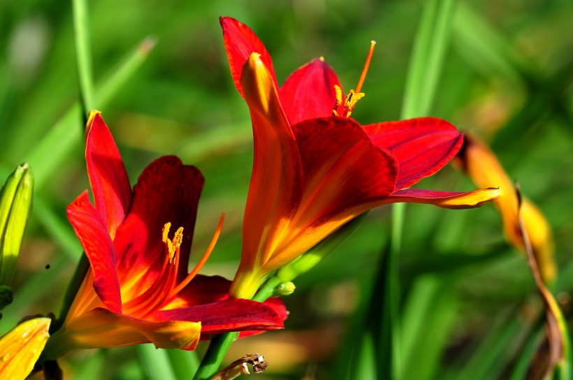 百合花圖片