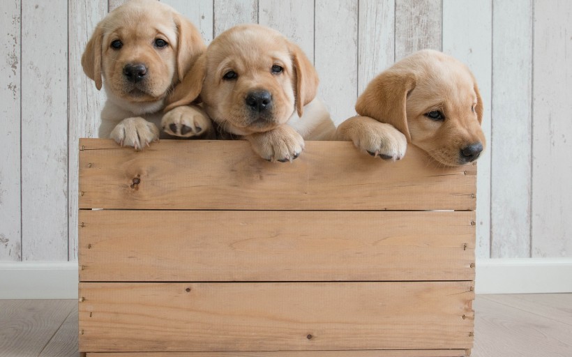 可爱的金毛寻回犬幼犬图片