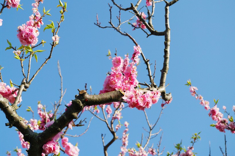 梅花樹枝上粉紅色的梅花圖片