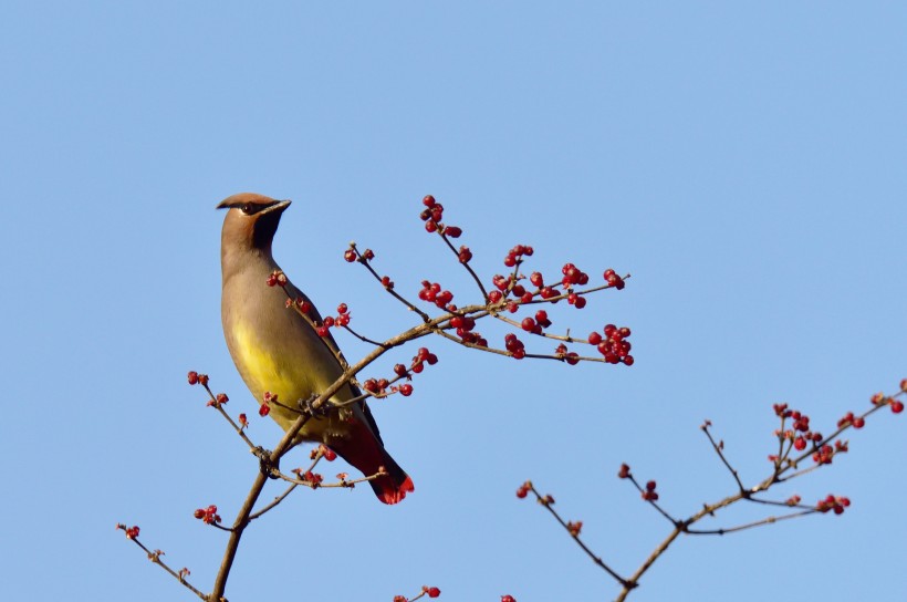 太平鳥圖片