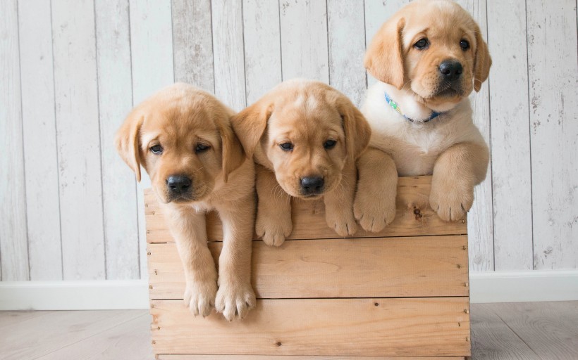 可爱的金毛寻回犬幼犬图片