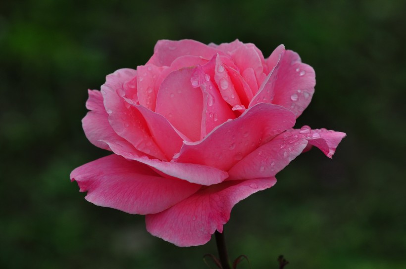 雨后的月季花图片