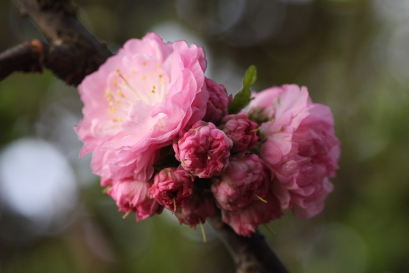 粉色郁李花图片   