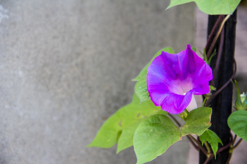 盛开的牵牛花图片