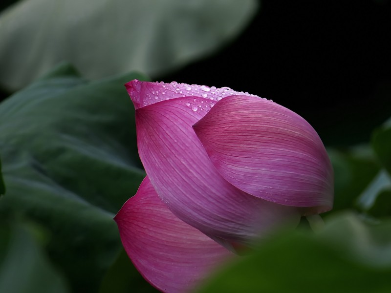 雨后荷花圖片