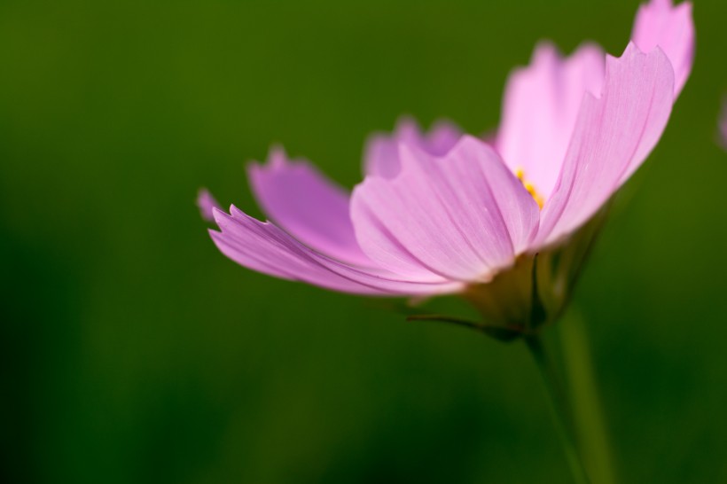 格桑花圖片