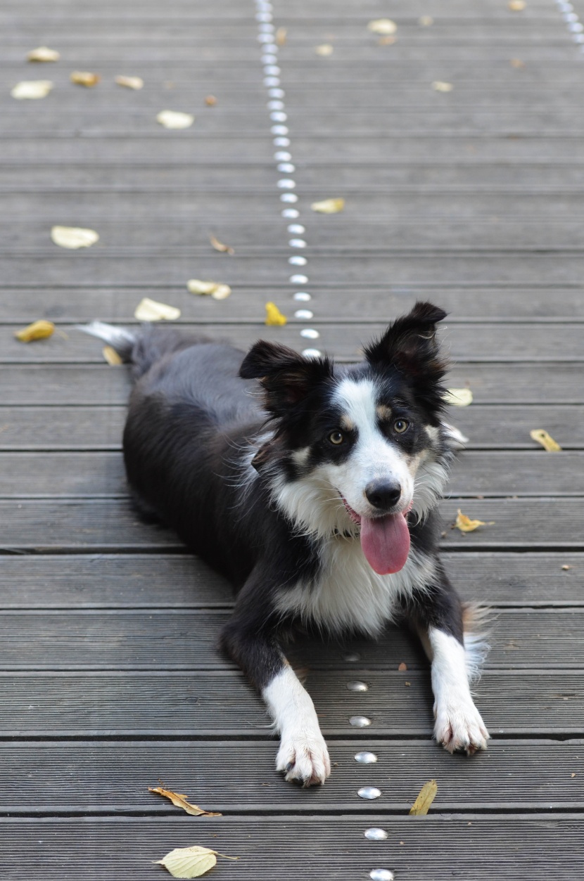 活潑可愛的牧羊犬圖片