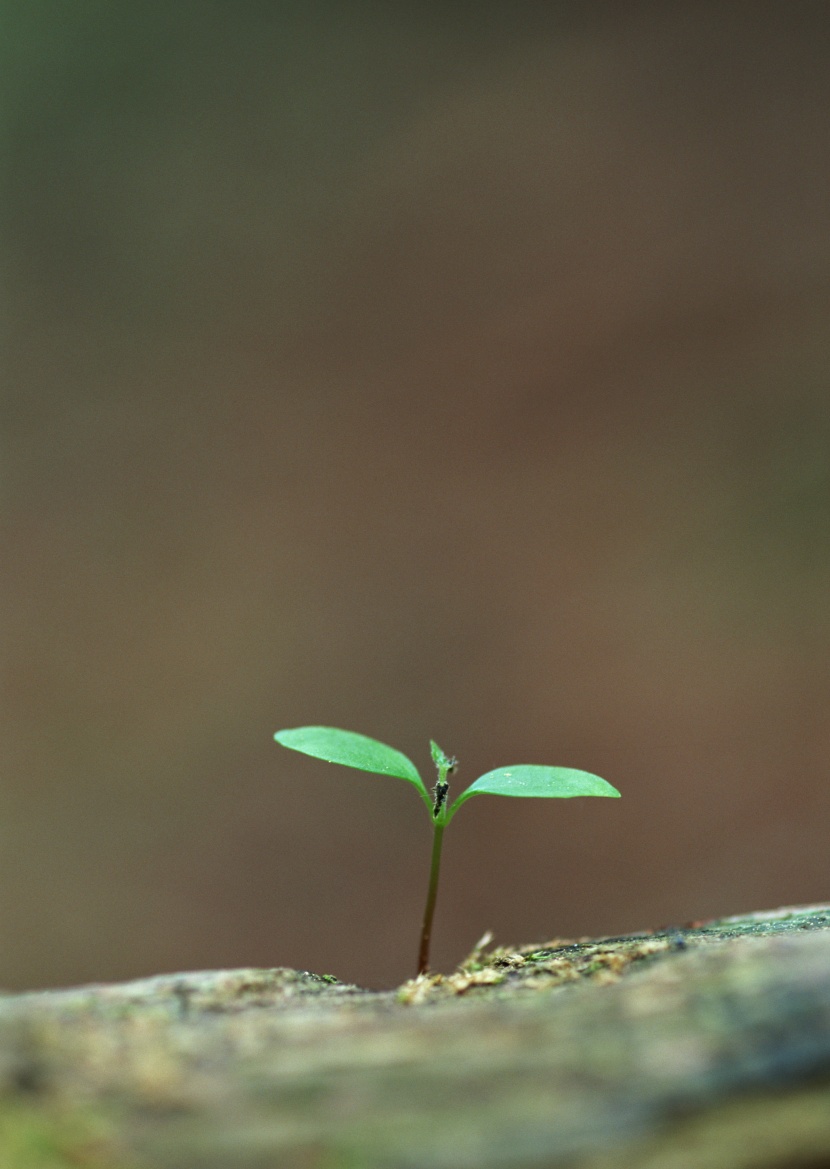 嫩绿的小苗和嫩芽图片