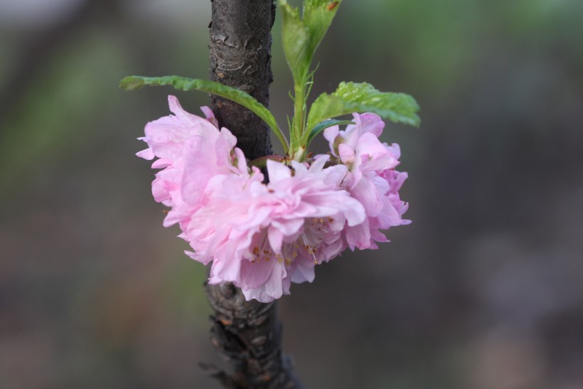 粉色郁李花图片   