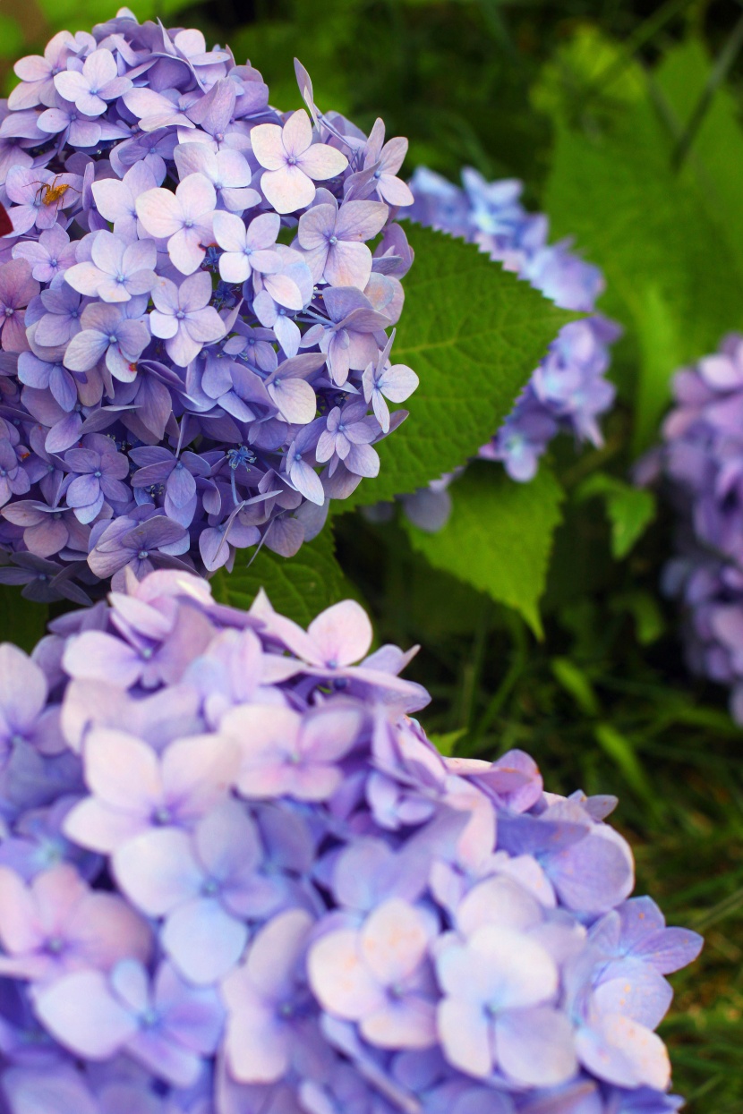 观赏花木之八仙花图片