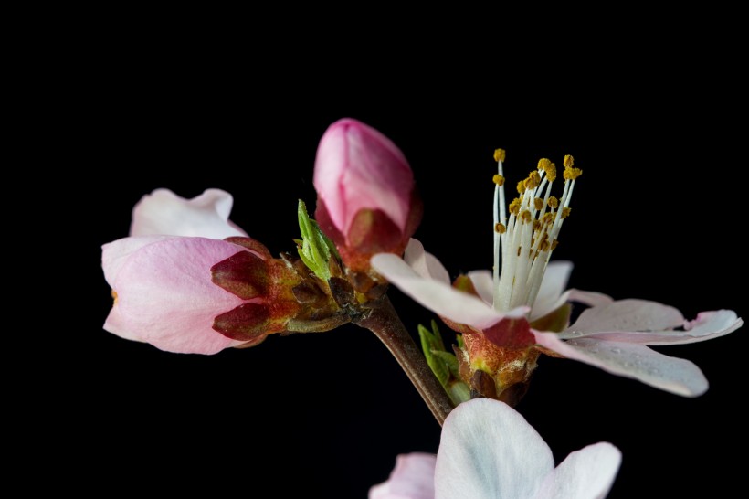 微距桃花圖片