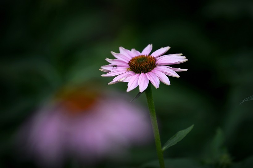 松果菊圖片