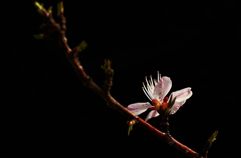 山桃花图片