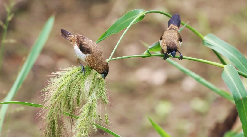 白腰文鳥(niǎo)圖片