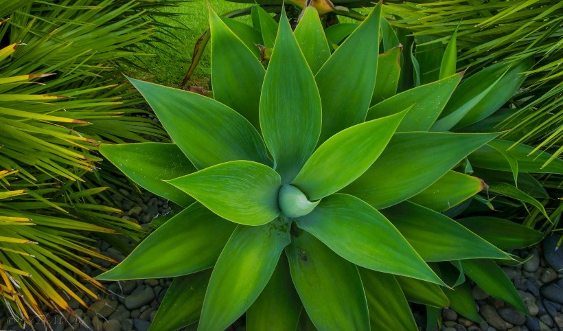 護(hù)眼的綠色植物圖片