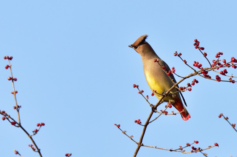 太平鳥圖片