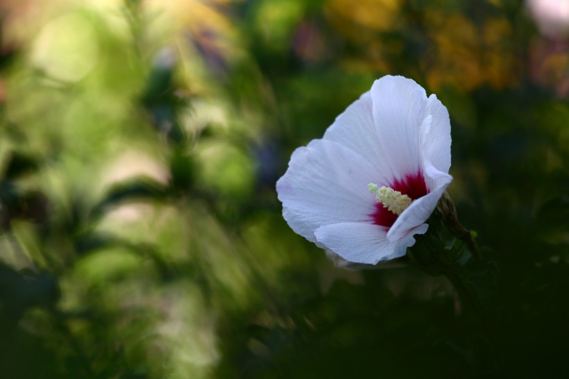 木槿花圖片