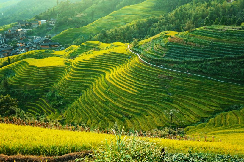 广西龙脊梯田风景图片