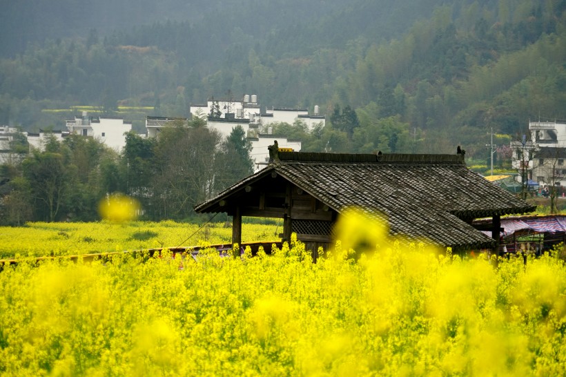 江西婺源油菜花风景图片