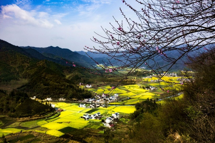 远眺油菜花田图片