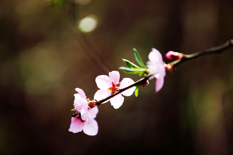 桃花图片