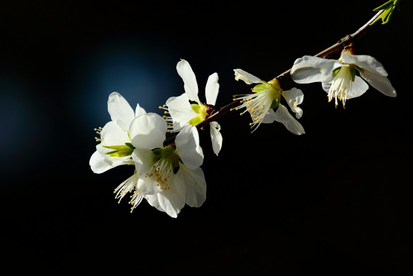 山桃花圖片