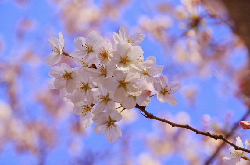 櫻花圖片