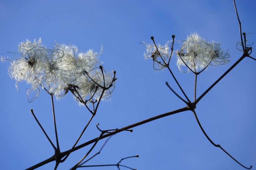 藤本花卉皇后之鐵線蓮圖片