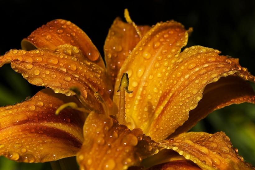 黄花菜图片