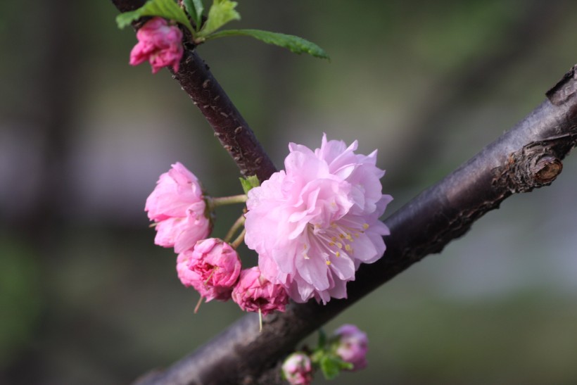 粉色郁李花图片   