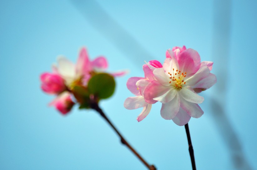 粉色海棠花圖片