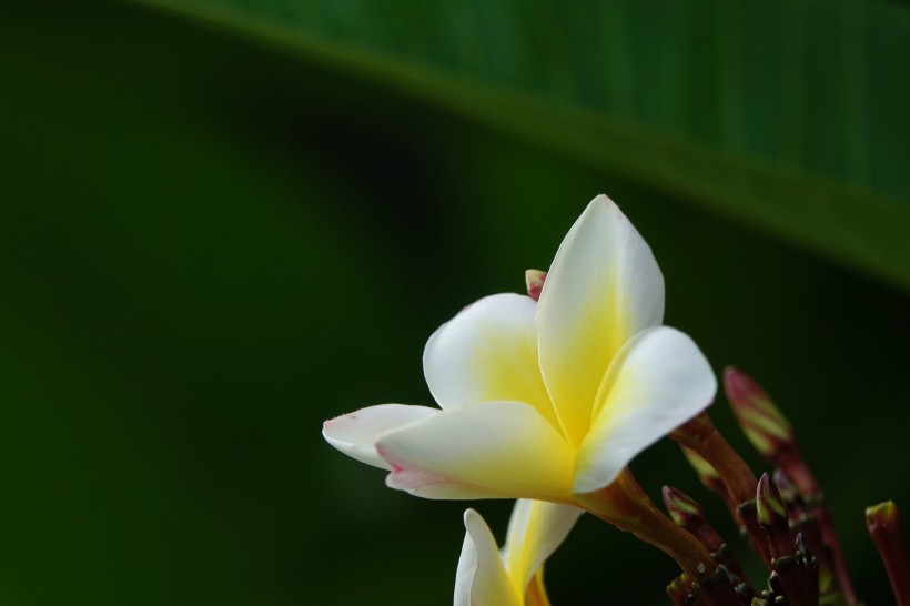 雞蛋花圖片