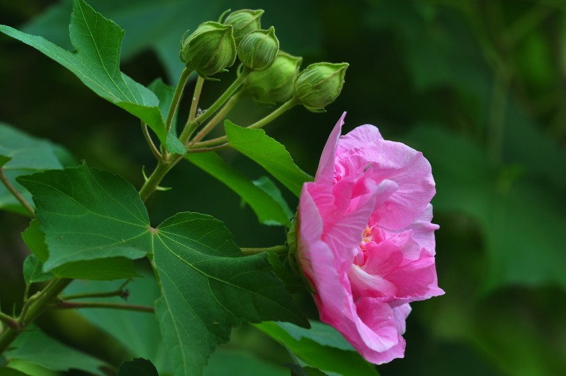 木槿花图片