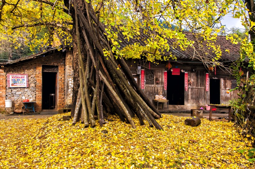 广西桂林海洋银杏林风景图片