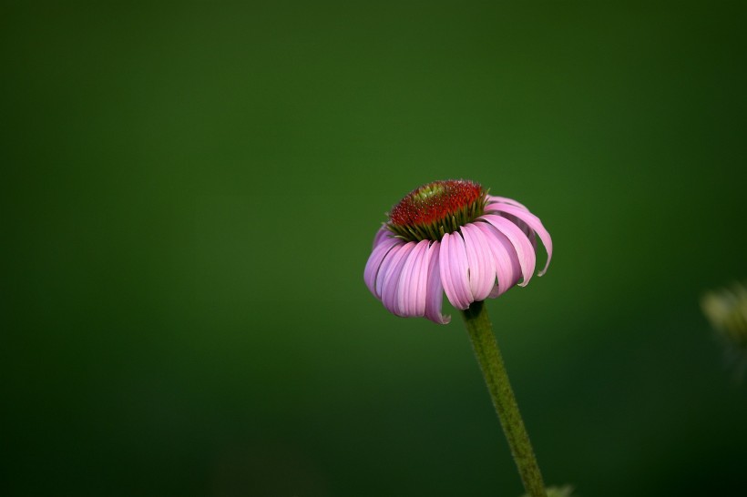 松果菊图片