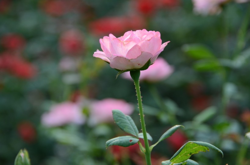 生命力旺盛的月季花图片