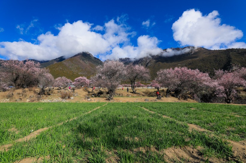 西藏林芝桃花沟风景图片