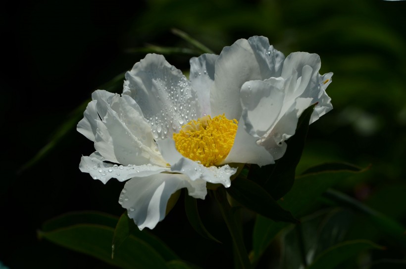 芍藥花圖片