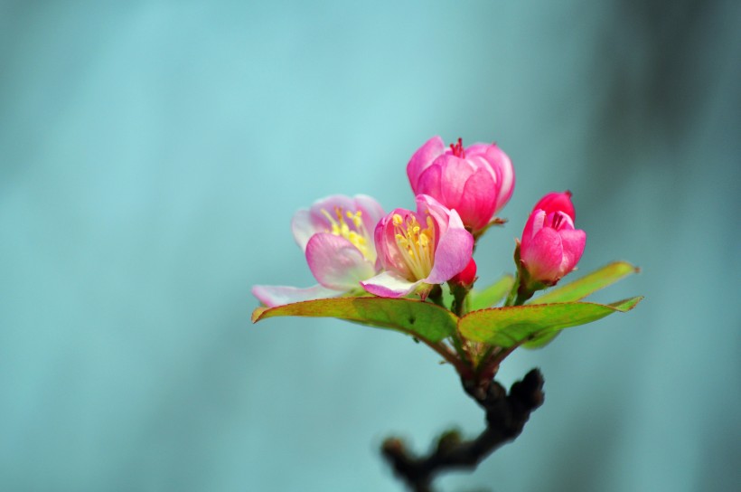 粉色海棠花圖片