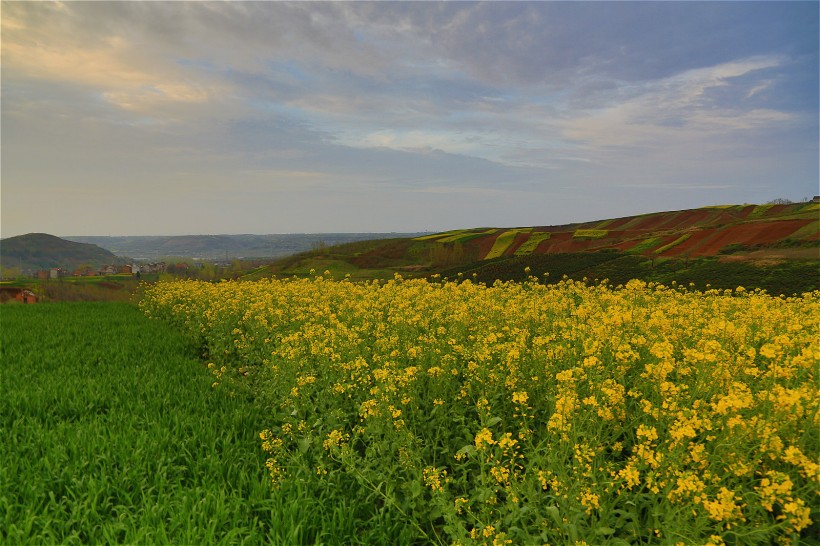 陜西西安鮑旗寨村油菜花風(fēng)景圖片