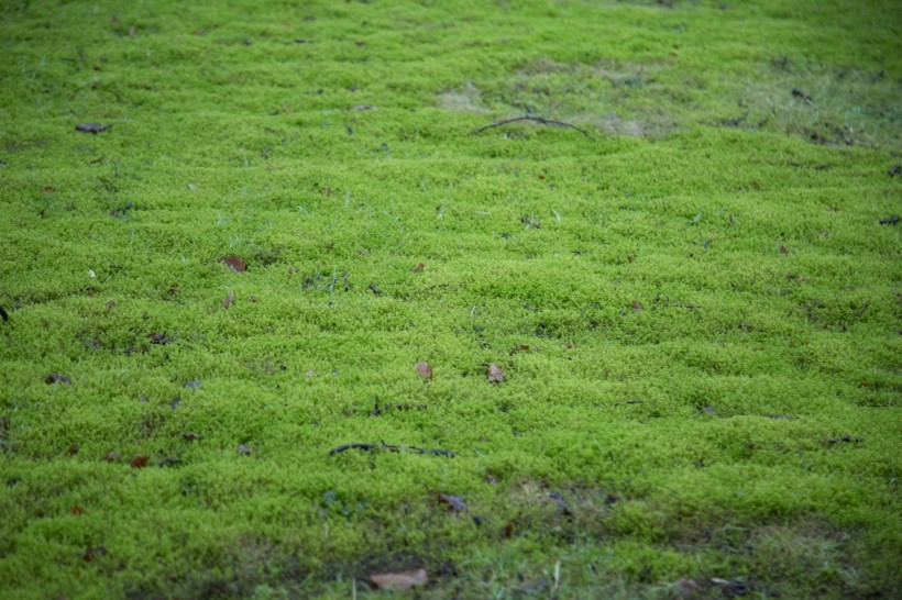 綠色的苔蘚圖片