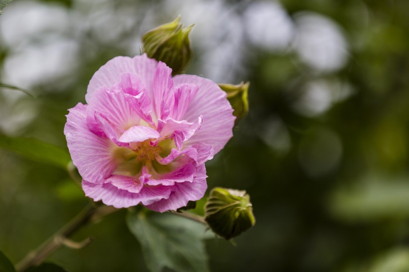 粉色木芙蓉圖片