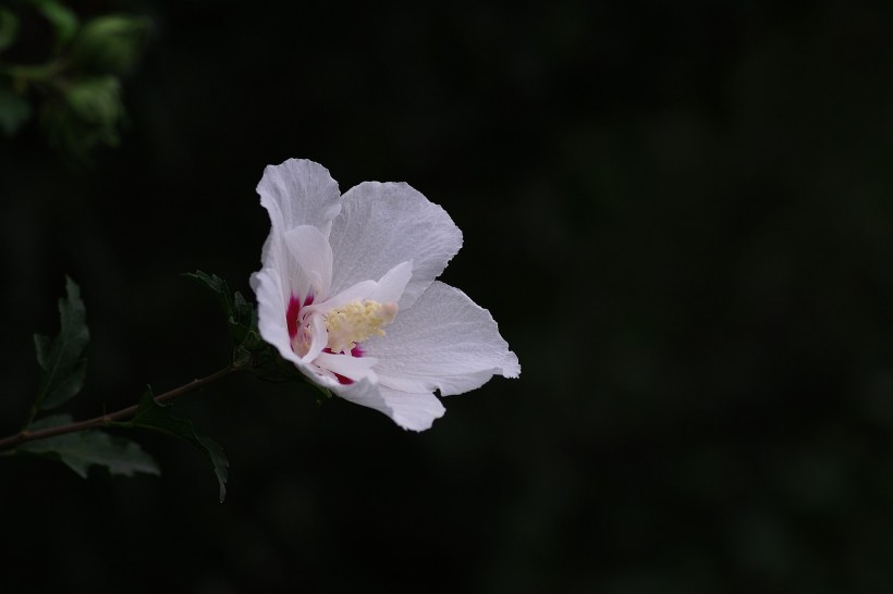 木槿花圖片 