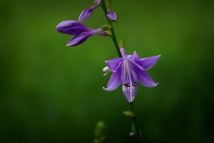 玉簪花圖片