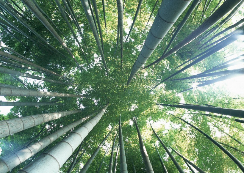 夏日的竹林图片