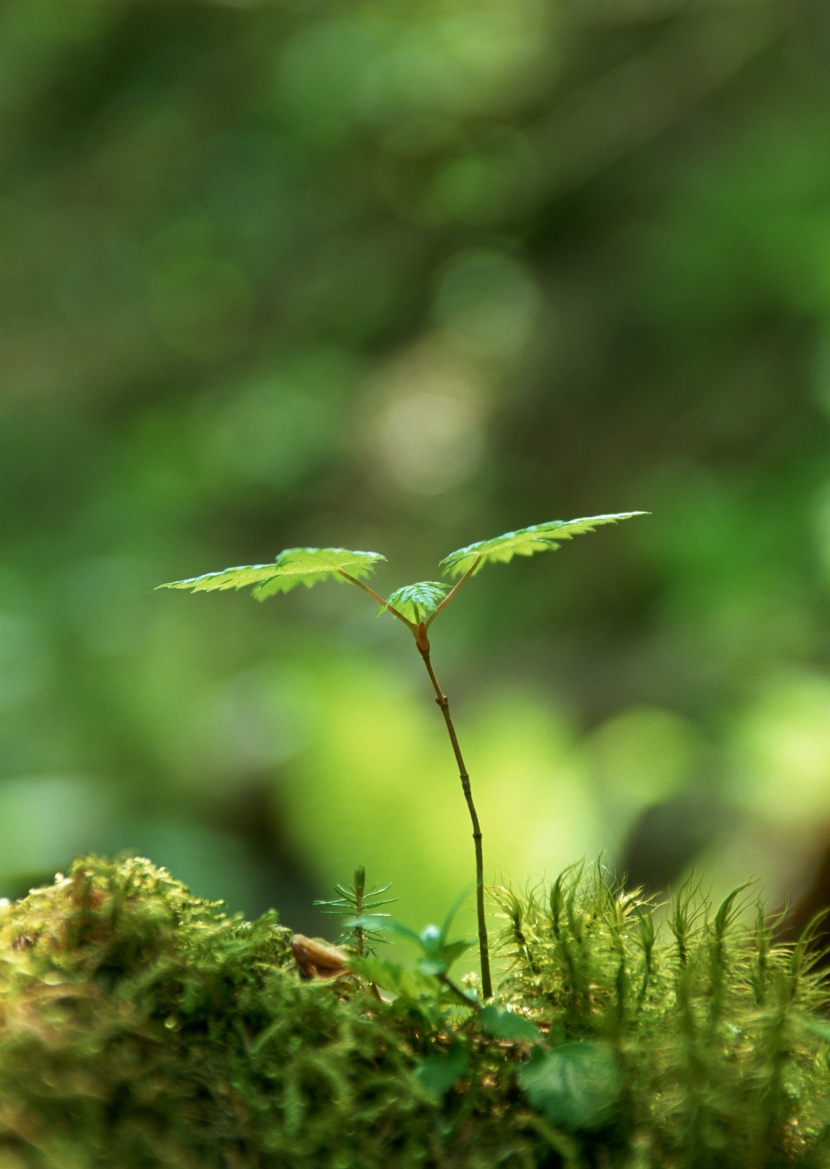 嫩绿的小苗和嫩芽图片