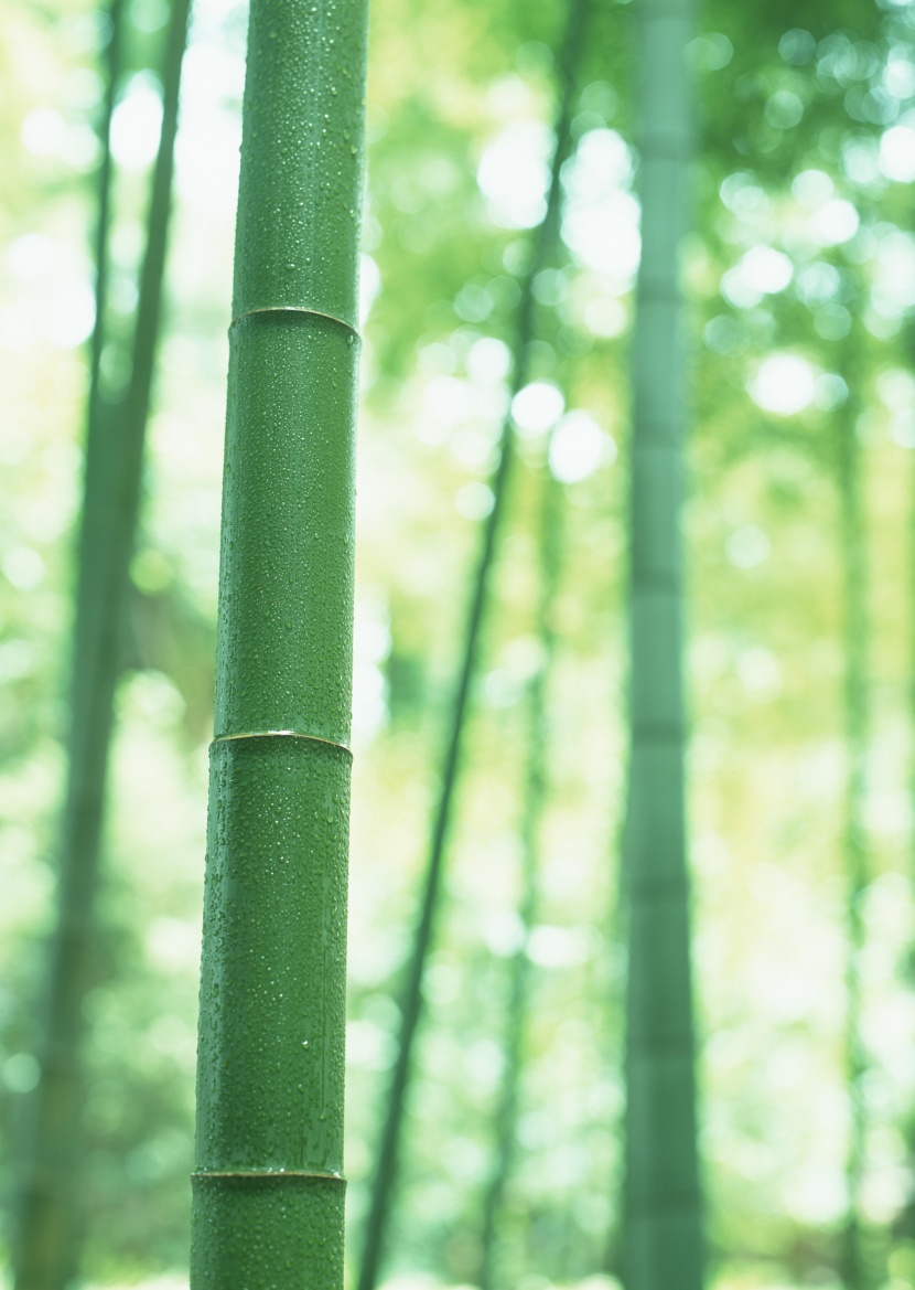 炎炎夏日里的一抹清涼竹林圖片