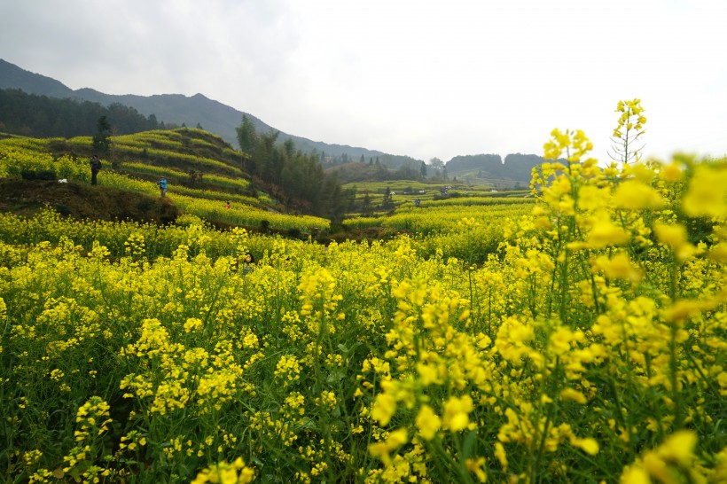 江西婺源油菜花风景图片